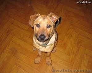Предлагается очаровательный щенок #239794