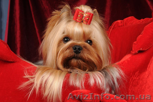 Элитные щеночки йоркширского терьера./ #228657