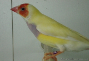 0939972736, 0978872557 Сергей #209034