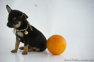  Собаки той терьер  #229611