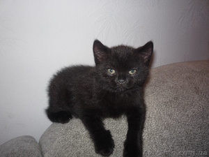Черненький котенок Scottish Stright c документами #241812
