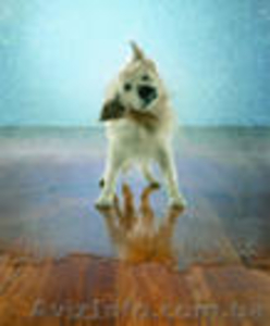 паркет,  ламинат,  террасную доску,  линолеум,  дворцовый паркет #245721