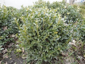 Продаю Семена газона и травы универсальной,  хвойные растения          #241038