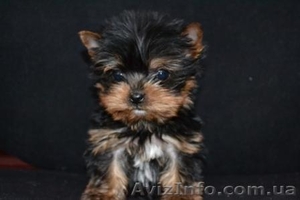 Элитные щеночки йоркширского терьера. #224282