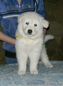 Щенки Американо канадской белой овчарки #232442