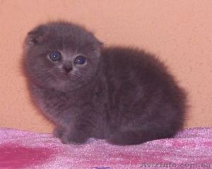 Срочно! Шотландские и британские котята #37584