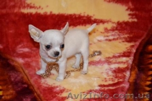 Чихуашочки супер мини #220598