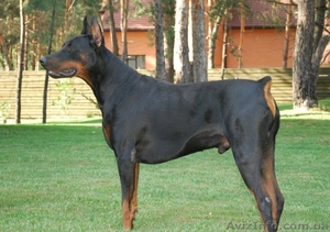 Продаются щенки добермана #239637