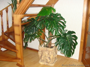 Монстера и другие комнатные растения #245293