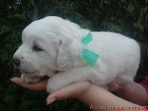 Продам щенков Словацкого чувача #238981