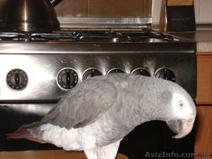 Продам Жако бурохвостого #227966