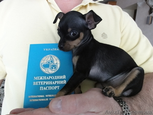 Той-терьер щенки #223432