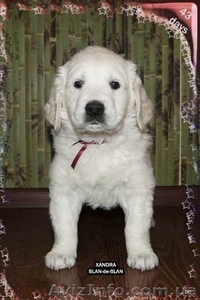 Девочка Золотистого (Голден) ретривера #226885