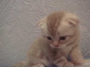 ласковые шотландские  котятки ждут своих хозяев #221049