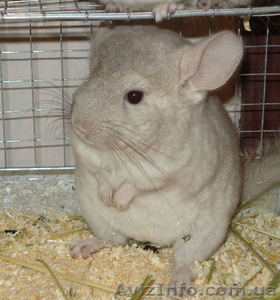 Шиншиллы Гетеробеж #221125