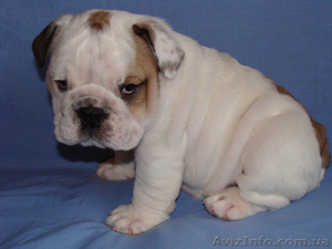 английский бульдог 2011 #241220