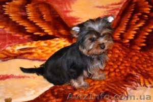 Йоркширский терьер,  мини и стандарт. #229823