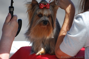 Йорк вязка - вязка йорк #223140