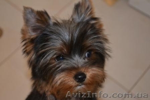 Элитные щеночки йоркширского терьера шоу класса #244624