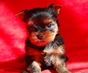 Йоркширский терьер-два брата озорника #227752