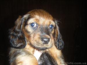 продам щенка длинношерстной таксы #240213