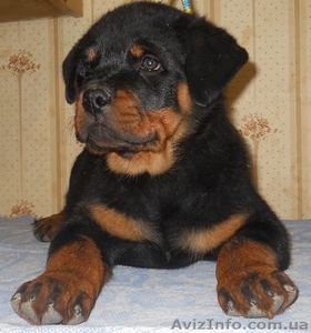 Щенки ротвейлера от Яшина вом Куммельзии #242454