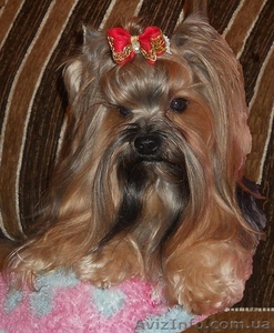 Йоркширский терьер щенки. Мальчик и девочки #218634