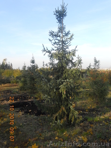 Питомник растений в Харькове