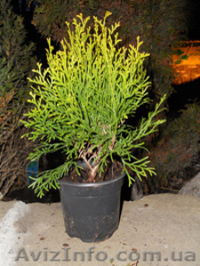 Садовый центр Старгарден #245671