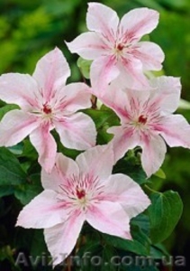 Продам клематисы #247138