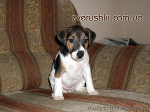 фокстерьер г/ш щенок #230864