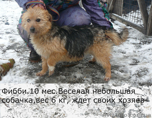 щенок в дар добрым людям #228524