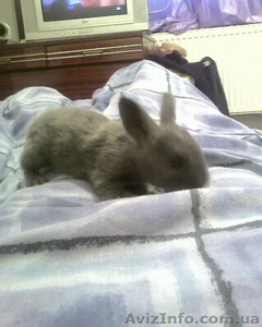 продам кроликов от белого фландера #239976