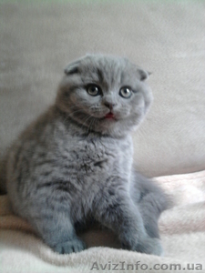 продаются  шотландский вислоухий котик #214581