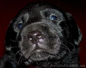 Продам щенков Лабродора #234205
