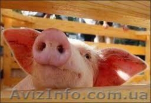 продам предстартовый комбикорм 9грн/кг #233914