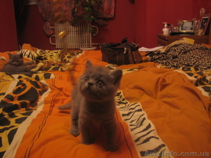 Британцы продам #241794