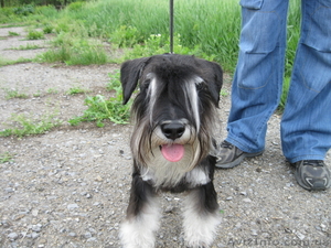 цвергшнауцер кобель для вязки #224109