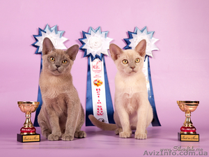 Котята европейсокй бурмы #230886