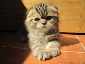 ШОТЛАНДСКИЕ ВИСЛОУХИЕ И ПРЯМОУХИЕ ККОТЯТА #222700