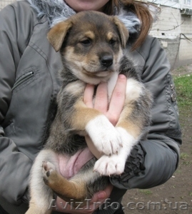 В дар Замечательный щенок 2 мес #234462