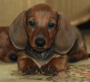 Перспективные щенки таксы из питомника КСУ #221794