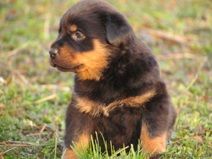  Продам щенка ротвейлера #234333