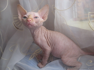 Девочки канадского сфинкса #232409