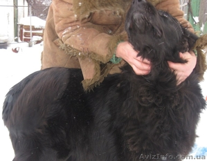 Щенки Ньюфика (водолаз) #218245