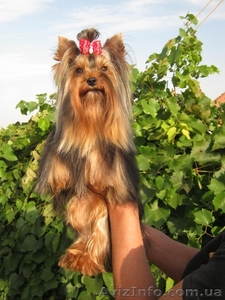 очаровательные щеночки йоркширского терьера #238916