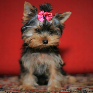 Болд энд Бюти ждетвАС #223127