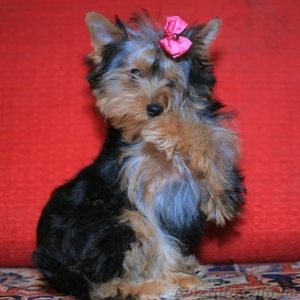 Болд энд Бюти ждет своего хозяина #223121