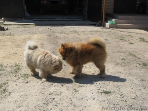 Щенки ЧАУ ЧАУ в хорошие руки)) #226035