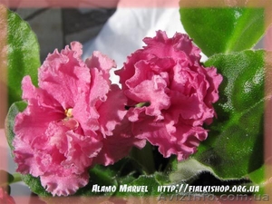 Фиалки купить,  каталог фиалок,  комнатные фиалки #218912